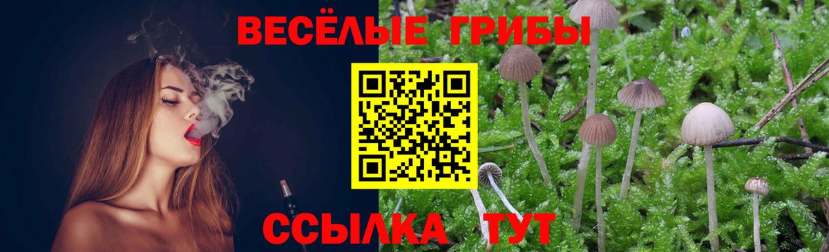 Галлюциногенные грибы Psilocybe Холмск